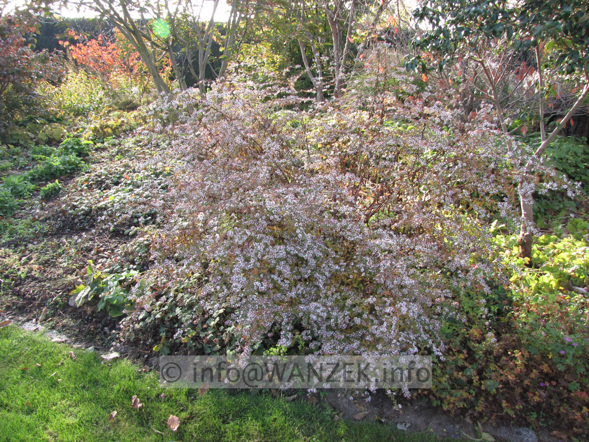 Aster laterifolius Lady In Black - Herbst.JPG
